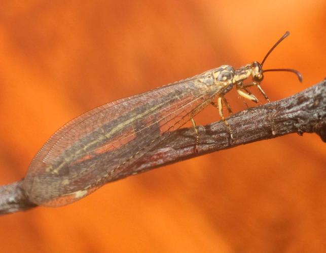 photo of adult antlion with wings folded