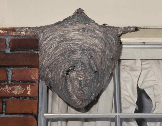Photo of bald-faced hornet nest built on house