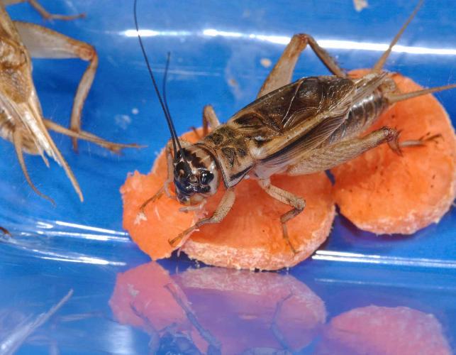 Photo of a male house cricket on sliced raw carrot
