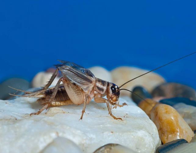 Photo of male house cricket chirping by rubbing wings together