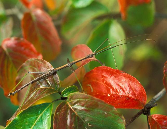 Photo of a northern walkingstick on autumn dogwood leaves