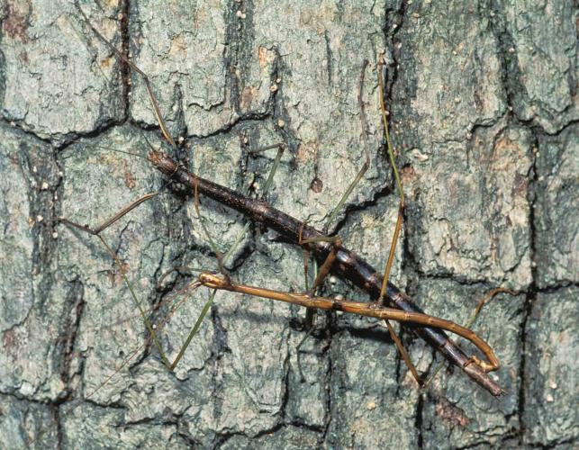 Photo of mating walkingsticks on tree trunk