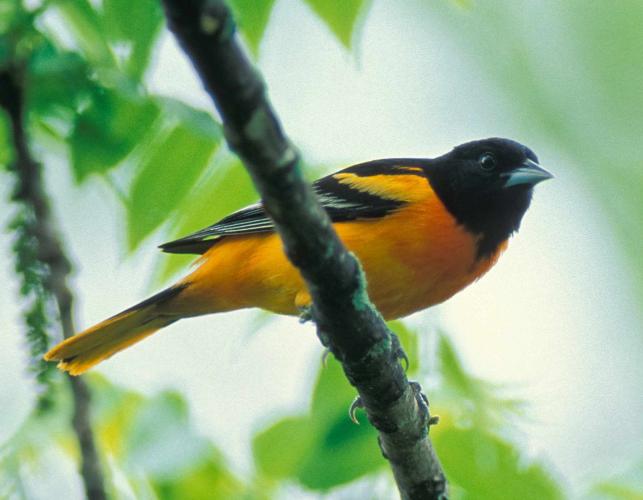 Photo of male Baltimore oriole perched on branch