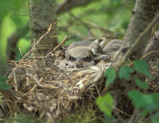 Photo of loggerhead shrike nest with chicks