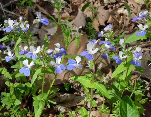 Photo of blue-eyed Mary plants with flowers