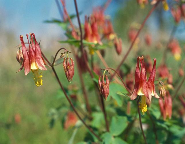 Photo of columbine plant with flowers