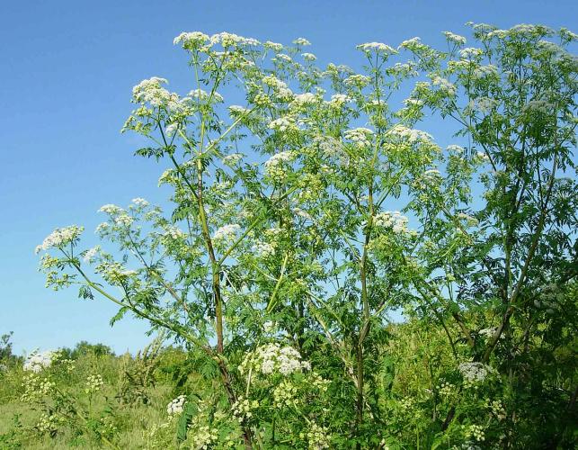Photo of common water hemlock or spotted cowbane plant