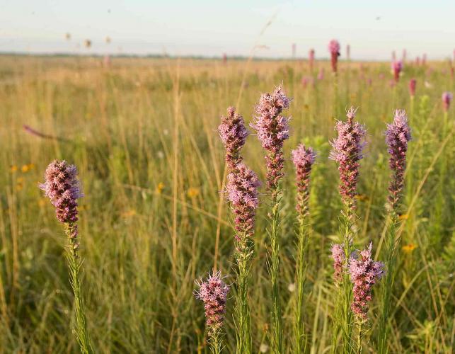 Photo of several prairie blazing stars or gayfeathers in yellow sunlight