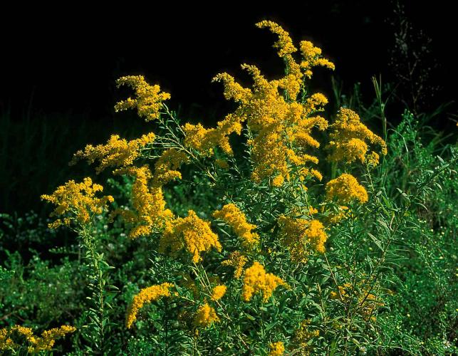 Photo of unidentified goldenrod plant with flowers