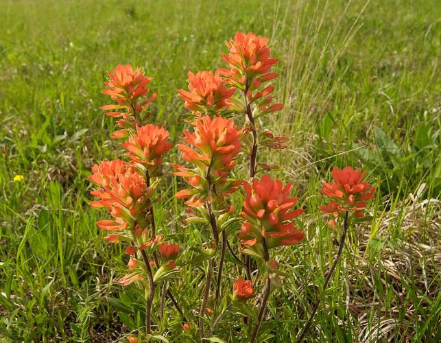 Photo of a cluster of Indian paintbrush stalks in bloom