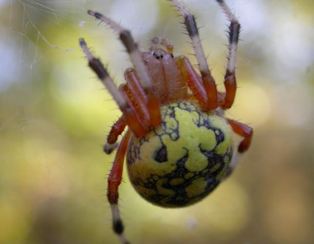 Marbled orbweaver spider in web