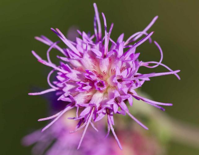 Photo of rough blazing star flowerhead closeup showing individual florets