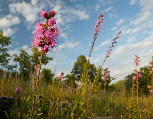 Photo of blooming rough blazing star plants in a glade