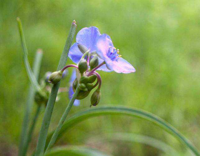 Photo of smooth spiderwort from side showing structure of flower cluster