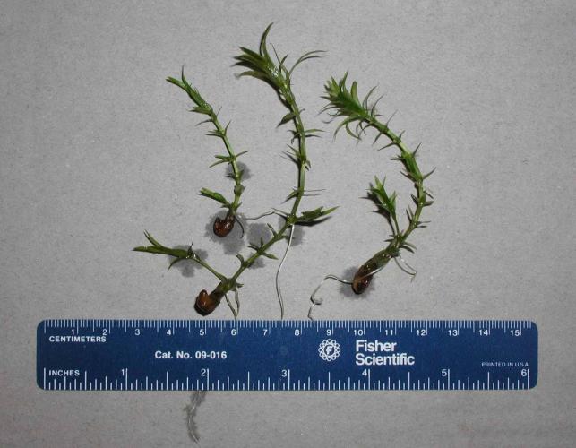 Photo of small hydrilla plants with ruler for scale
