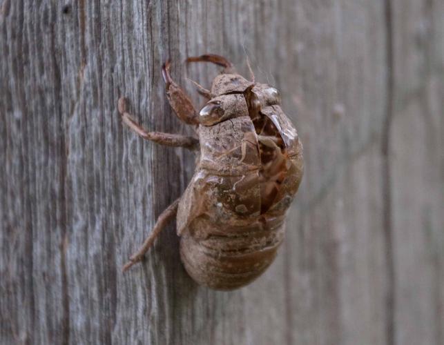 Photo of a shed exoskeleton molted by an annual cicada.