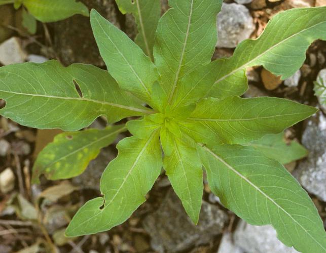 Photo of common evening primrose, basal rosette of first-year leaves.
