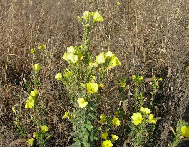Photo of common evening primrose plants blooming in a field.