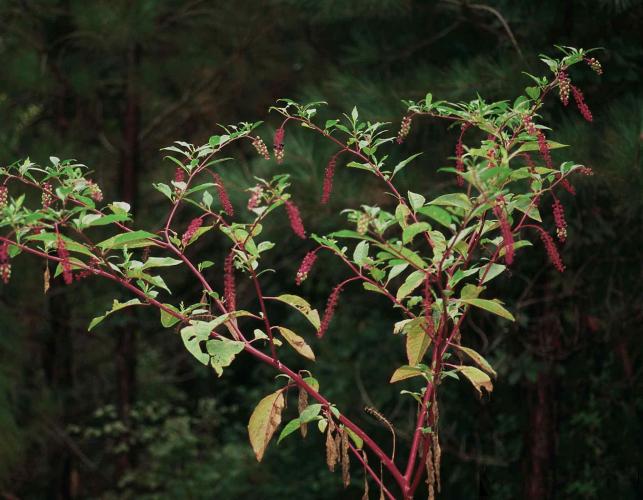 Photo of a pokeweed plant showing red stems and branching growth habit.
