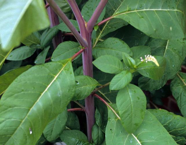 Photo of a pokeweed plant showing reddish stems and foliage.