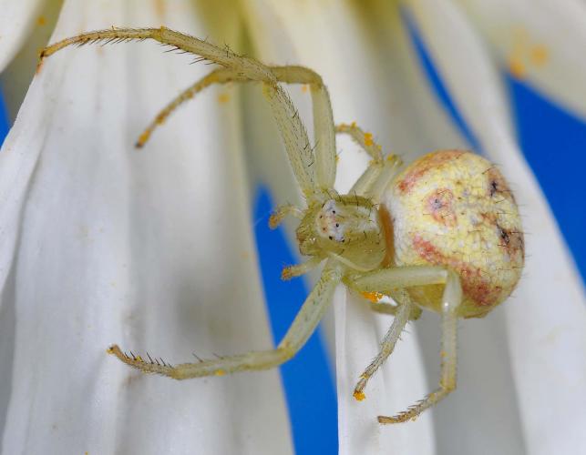 Photo of a swift crab spider, female.