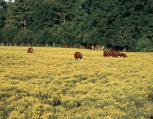 Photo of field dominated by blooming bitterweed, with cattle trying to graze it.