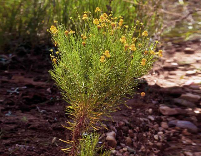 Photo of bitterweed plant, side view, showing very narrow leaves and branching.