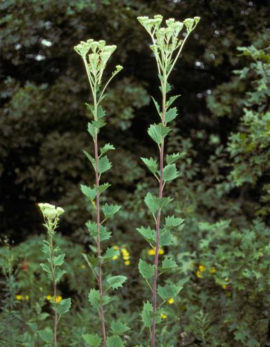 Photo of pale Indian plantain plants showing stalk, leaves, and flower clusters.