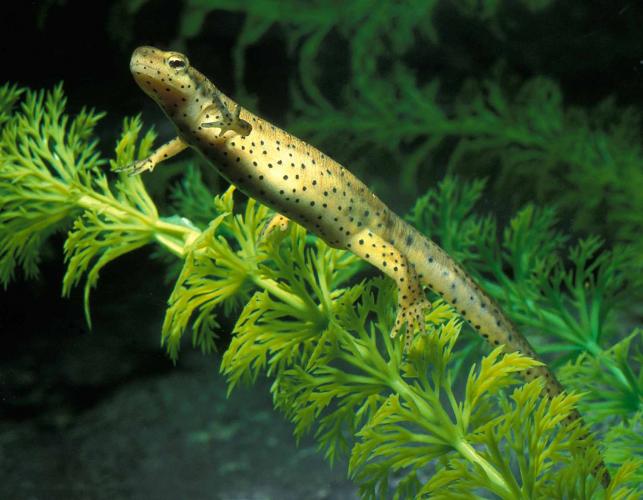 Photo of a central newt adult on a plastic aquarium plant.