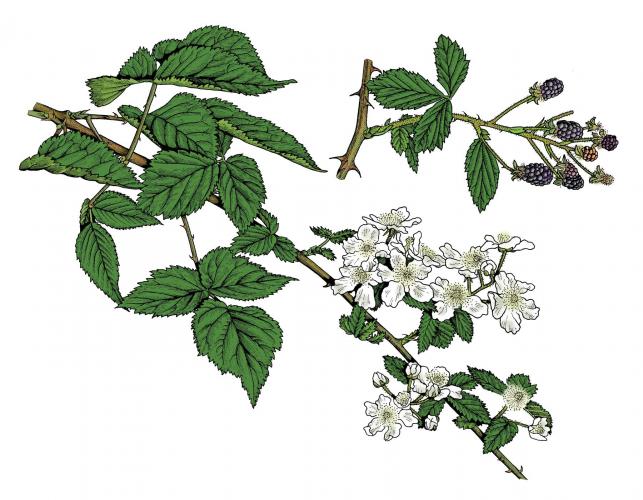 Illustration of common blackberry leaves, flowers, fruits.