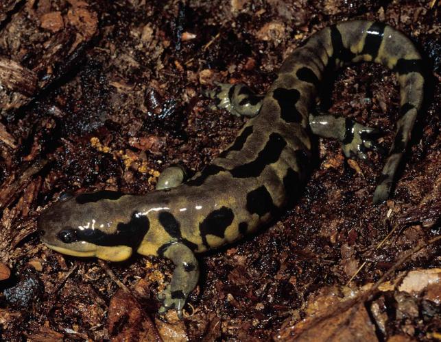 Photo of an eastern tiger salamander with irregular blotches.