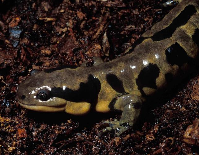 Photo of an eastern tiger salamander showing front half of body.
