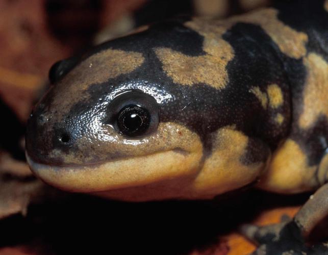 Photo of an eastern tiger salamander’s head.