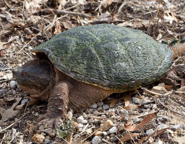 Photo of an eastern snapping turtle walking on land with algae on shell.