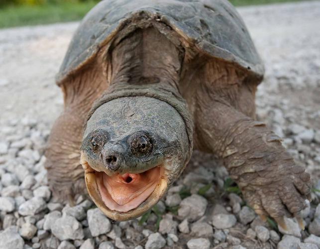 Photo of a snapping turtle on a gravel surface with mouth open.