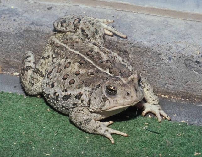Photo of a Rocky Mountain toad on indoor-outdoor carpet.