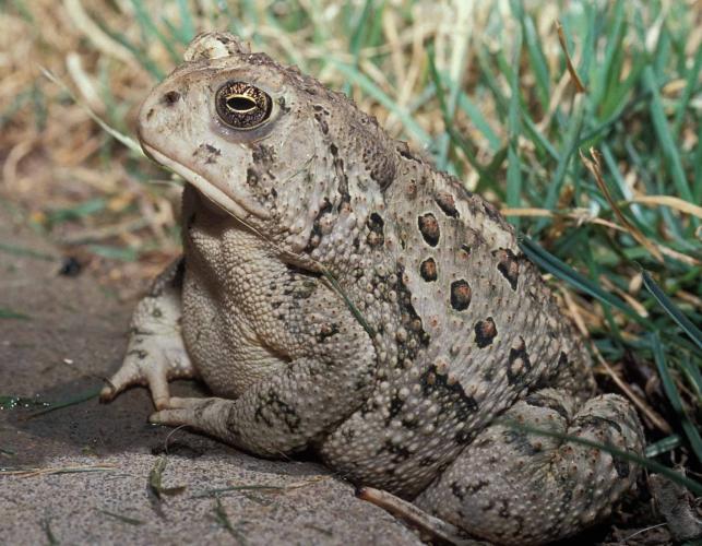 Photo of a Rocky Mountain toad with elbows propped on a concrete ledge.