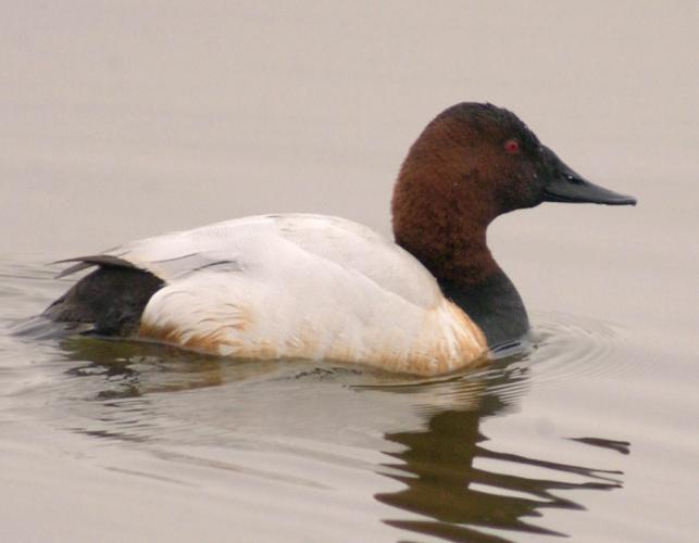 Photo of a male canvasback floating on water.