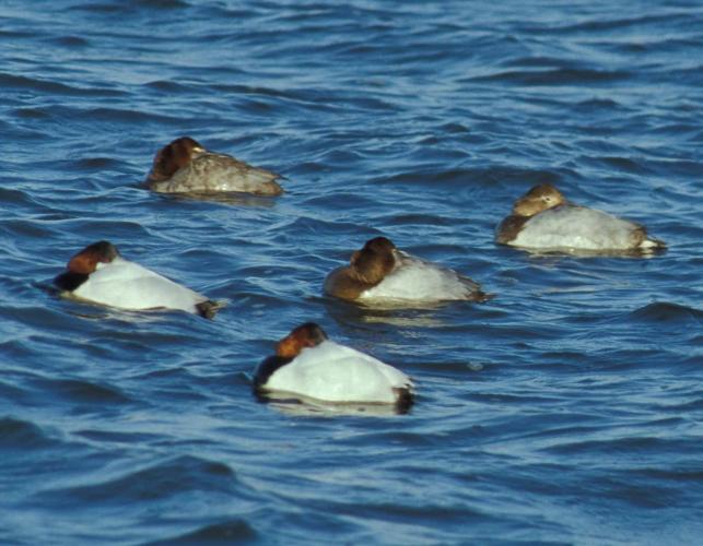 Photo of five canvasbacks floating on a lake, apparently asleep.