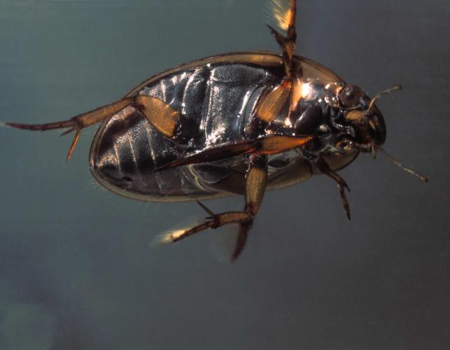 Photo of a collared water scavenger beetle showing underside.