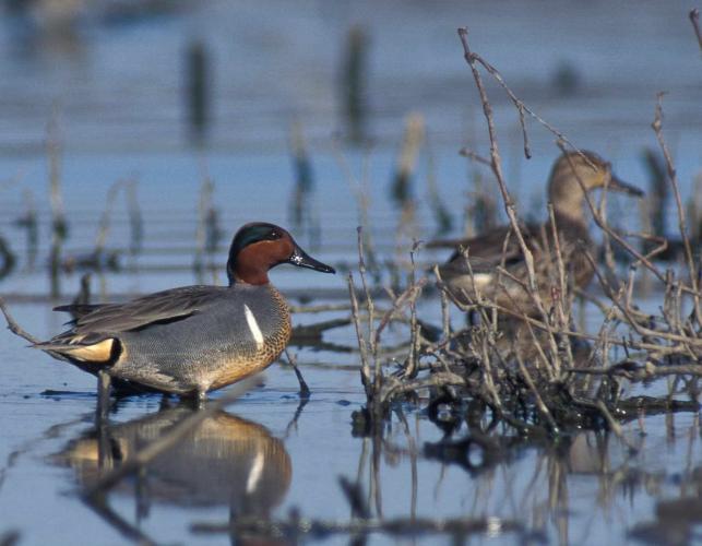 Photo of a male green-winged teal standing in shallow water, female in distance.