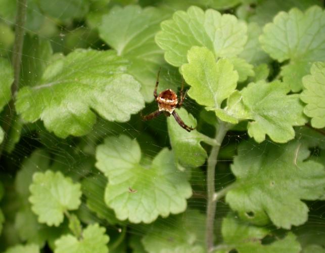 Photo of heptagonal orbweaver in web supported by creeping Charlie weeds.