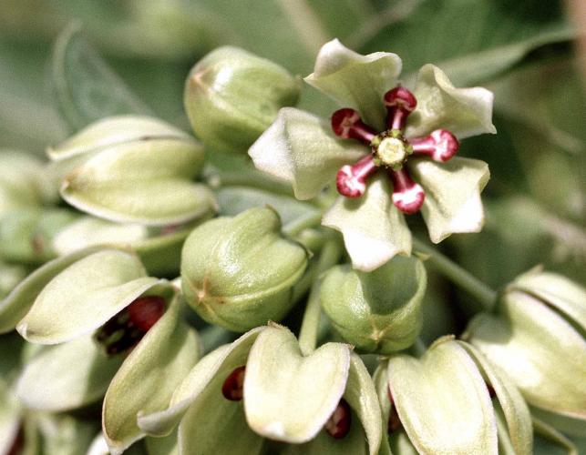 Photo of green-flowered milkweed, closeup of single flower.