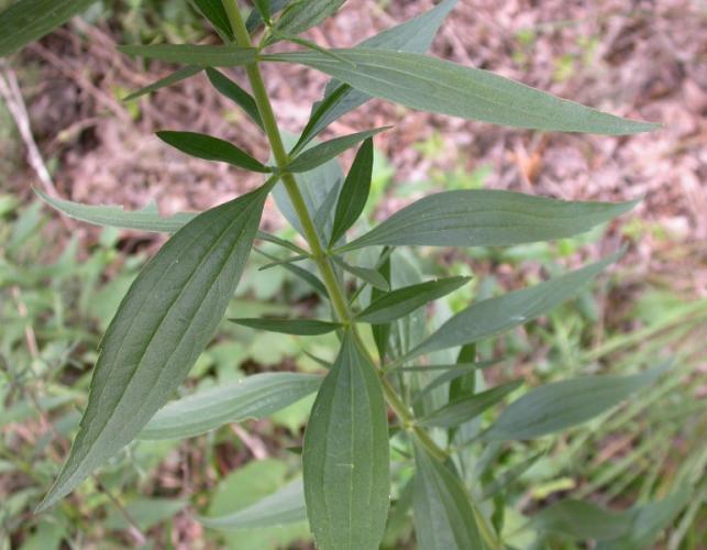 Photo of tall thoroughwort stem with leaves.