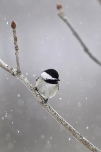 Black-capped chickadee perched on a thin branch with a few snowflakes falling around it.