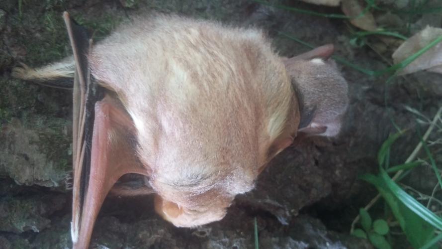 Photo of an eastern red bat clinging to a tree.