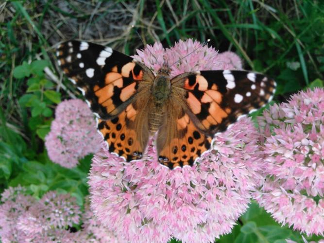 An orange and black butterfly percked on a pink flower. It's wings are spread, and four black dots are visible on the hind wing. Its body looks hairy.  