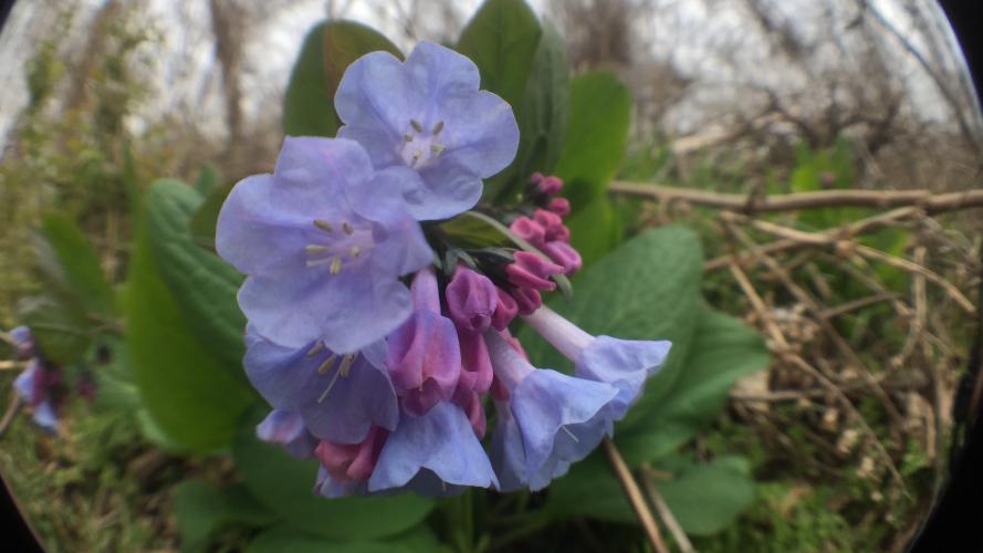 Blue flowers and pink buds clustered in a group in front of large oval leaves.