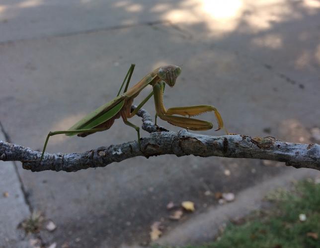 Chinese mantis walking on a twig
