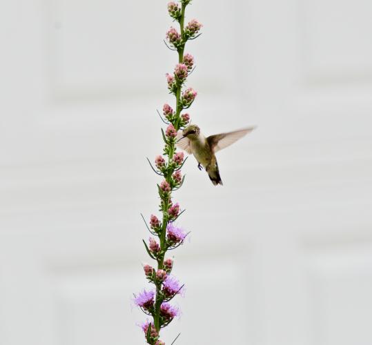 A hummingbird is captured in midflight feeding from a tall, spiky plant with compact pink flowers. Some of the flowers on the stalk have opened into wispy violet flowers.